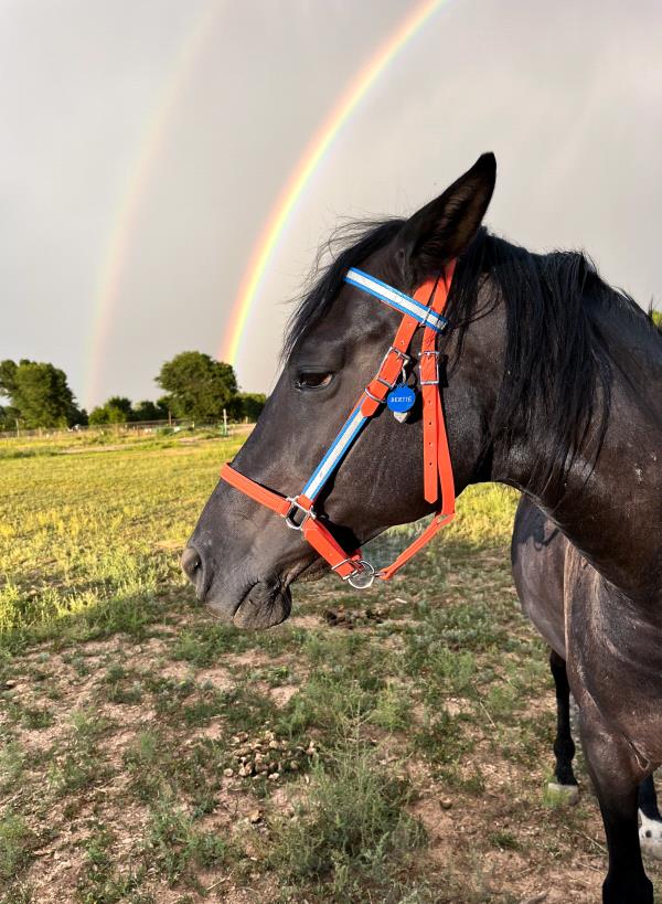 /Images/uploads/The Santa Fe New Mexican/santafepetcontest/entries/34004thumb.jpg